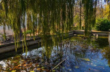 shady pool under weeping willows in National Botanical Garden (Tbilisi, Georgia)
