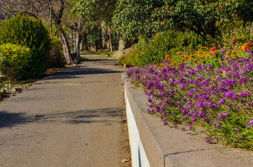 flowers along walkway in National Botanical Garden near Narikala fortress (Tbilisi, Georgia)