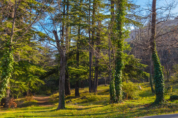 trail in coniferous forest section of National Botanical Garden (Tbilisi, Georgia)
