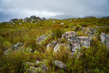 Fototapeta na wymiar Rocks and fynbos under a brooding sky, part of the Cape Floral Kingdom. Hermanus, Whale Coast, Overberg, Western Cape, South Africa.