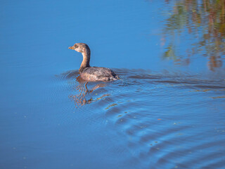 Pie-billed Grebe in the Autumn