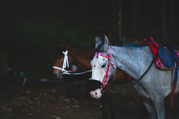 horse Waiting for Tourists from Ooty, Tamil Nadu 