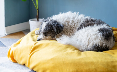 cute bichon frise dog sitting on yellow pet bed over blue wall background at home