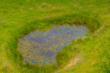 Small dam amongst the green paddock grass out in the country
