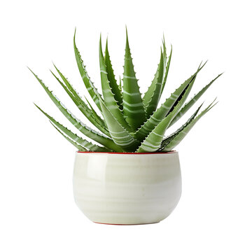 Green aloe vera plant in a white ceramic pot on transparent background, clipping path, png, 