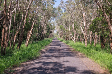 Paved road path disappearing into eucalyptus trees forest