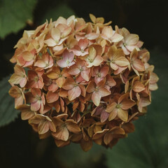 rose petals on the ground