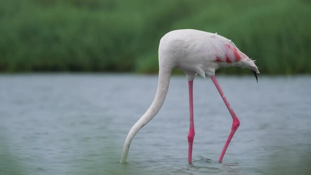 Flamingo feeding under water. Greater flamingo feeding in salty water.