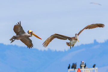 A Brown Pelican in flight