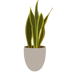 plant in pot