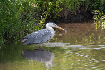 A grey heron fishing. It has dipped in the water but no fish, just water drops from its long beak. Space for text and no people in the image - 700925937