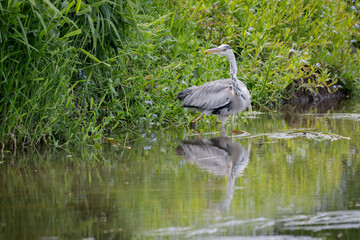 a grey heron is captured standing in the water fishing. It is reflected in the still water with space for text and no people - 700926123