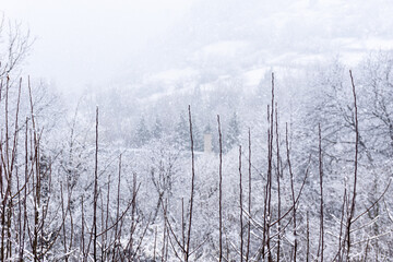 Trees and snow in foggy morning