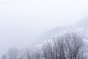 Trees and snow in foggy morning