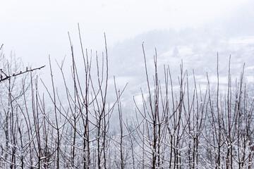 Trees and snow in foggy morning