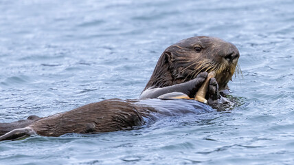 Obraz premium A California Sea Otter eating on the water