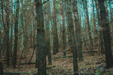 Obraz premium moss in the autumn forest