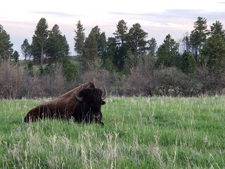 Bison resting