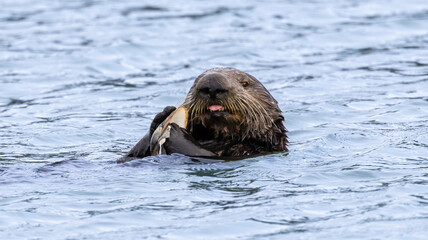 Fototapeta premium A California Sea Otter eating on the water