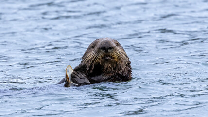 Fototapeta premium A California Sea Otter eating on the water
