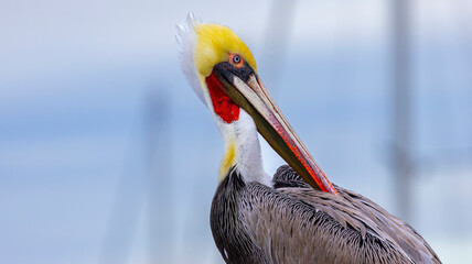A Brown Pelican posing on a pier