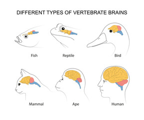 Vertebrate Brains: evolution, structures and functions