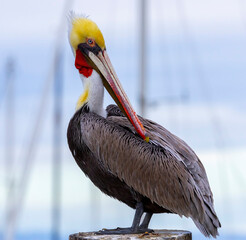 A Brown Pelican posing on a pier