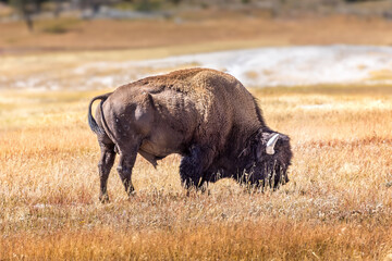 Wild bison grazing in the meaodws of the Yellowstone National Park, Wyoming USA © Martina