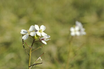 autumn and winter flower Diplotaxis erucoides