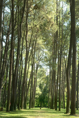 A large plot of pine trees is planted in the garden.