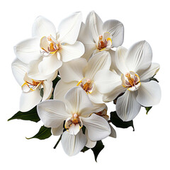 Fototapeta na wymiar white orchid isolated on transparent background