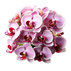 Bunch of pink orchid flowers isolated on transparent background