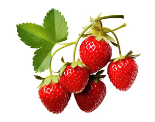 Ripe delicious strawberries bush, cut out