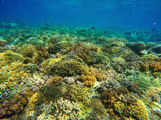 The coral reef near Gili Meno, Indonesia