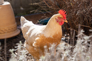 Huhn im Garten