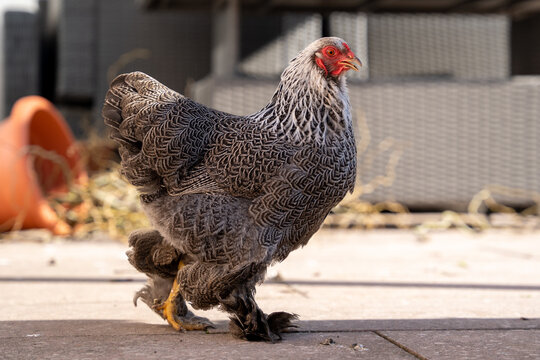 "Brahma Chicken" Images – Browse 1,327 Stock Photos, Vectors, and Video