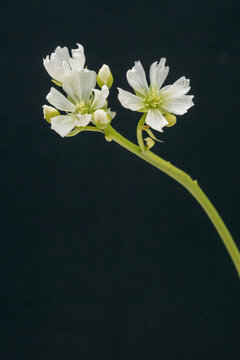 A macro photograph of the white flowers of a Venus flytrap plant of the family, Droseraceae.