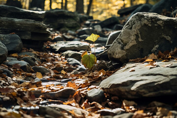 Obraz premium Close up photograph of autumn leaves covering a mountain path, eye level view of the ground