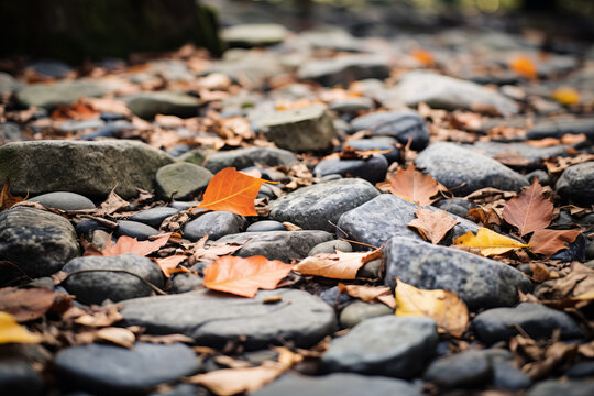 Close up photograph of autumn leaves over stones, eye level view of the ground