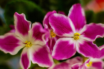 Naklejka na ściany i meble Beautiful violets bloom, violets bloom, flowers as a gift