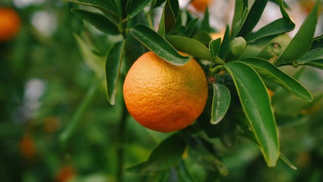 juicy tangerines on a tree branch 2