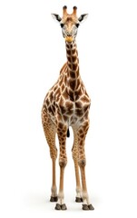 Side view of adult Giraffe Standing on isolated white background