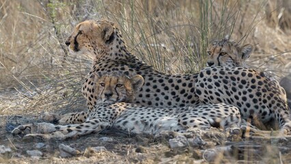Guépard