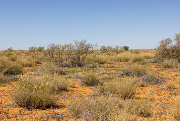 Obraz premium Arid Kalahari Landscape with dunes and clouds, near Gharagab in the Kgalagadi Transfrontier Park