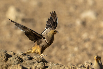 Namaqua sandgrouse (Kelkiewyn) (Pterocles namaqua) in flight at Kij Kij in the Kgalagadi Transfrontier Park in the Kalahari