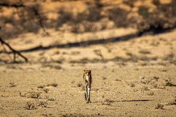 Cheetah in the Kgalagadi Transfrontier Park (Acinonyx jubatus) at Kij Kij in the Kalahari