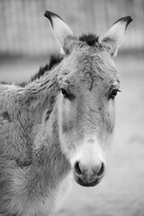 Fototapeta premium Onager