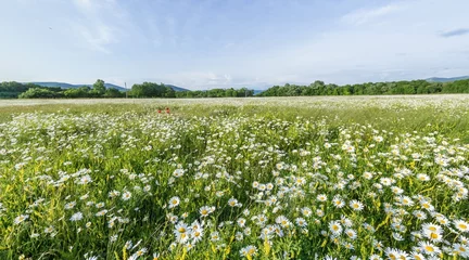 Keuken achterwand Gras Chamomile field panorama. White daisy flowers in large field of lush green grass at sunset. Chamomile flowers field. Nature, flowers, spring, biology, fauna concept  © panophotograph