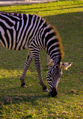 A Zebra. 