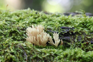 Lentaria byssiseda, a coral fungus growing on oak trunk, no common English name